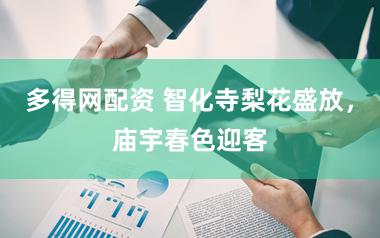 多得网配资 智化寺梨花盛放，庙宇春色迎客